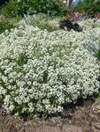 Plant name: Sweet Alyssum Lobularia maritima cv. Clear Crystal White